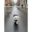 Burgundy Rain Jacket