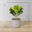 Panuco Potted Faux Fiddle Plant