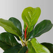 Panuco Potted Faux Fiddle Plant