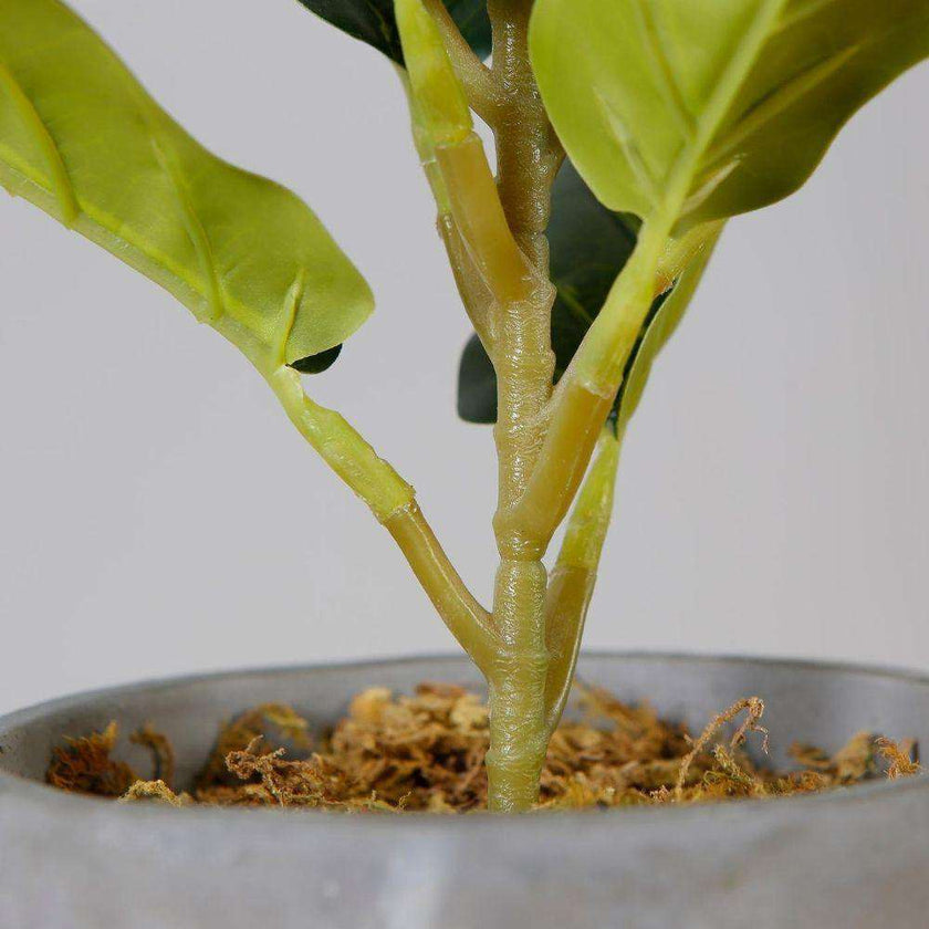 Panuco Potted Faux Fiddle Plant