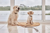 Perry Dog Leash