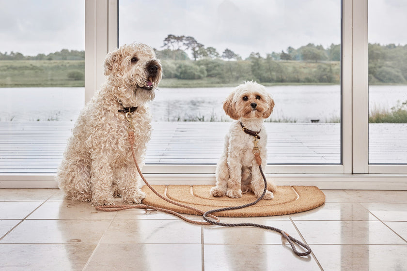 Perry Dog Leash