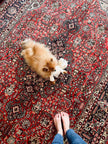 Persian Tabriz Azarshahr Rug | 9’ 8” x 6’ 4”