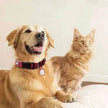 Pet Cats And Dogs Brand Name Anti-loss Card Two-dimensional Code ID Card
