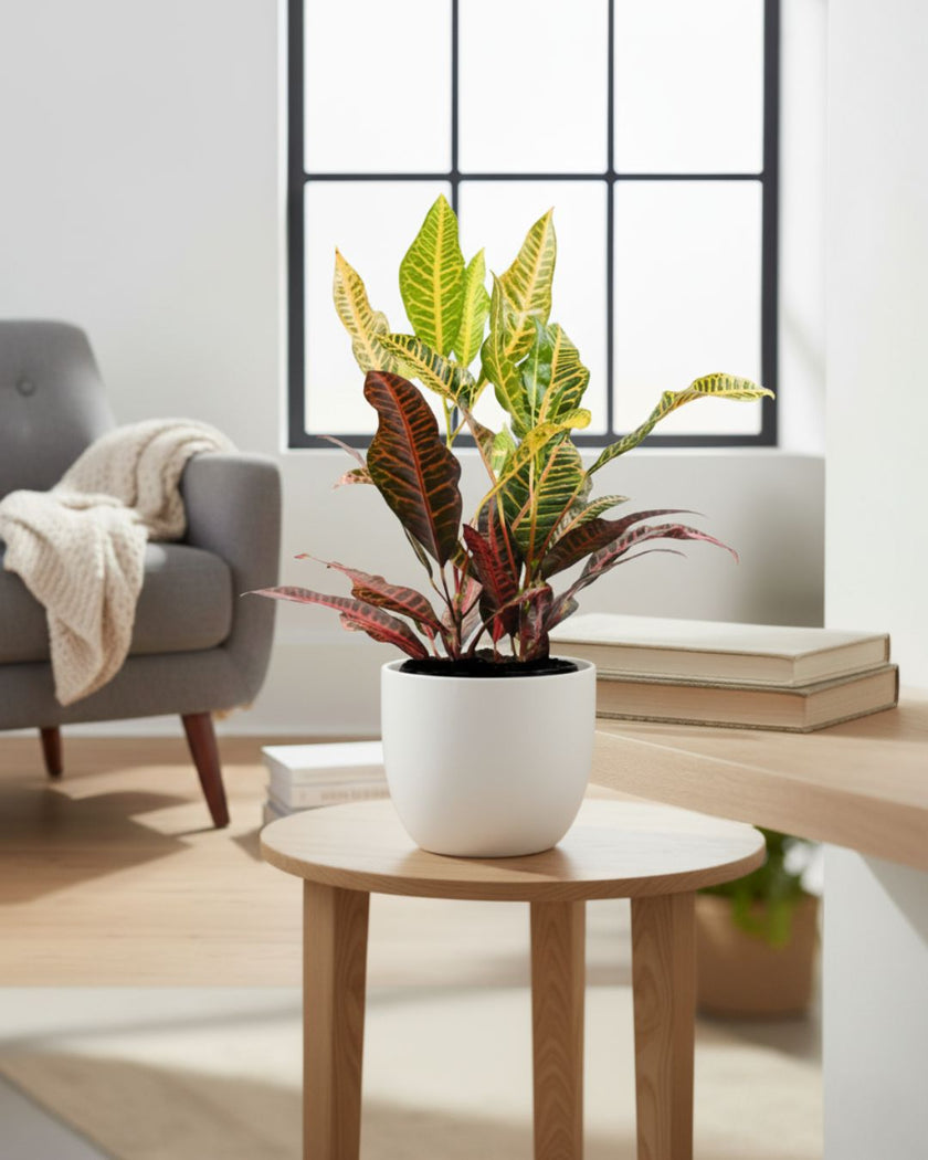 Croton Petra