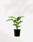 Monstera Adansonii – Indoor Plant for Homes