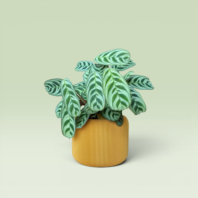 Corrugated 4