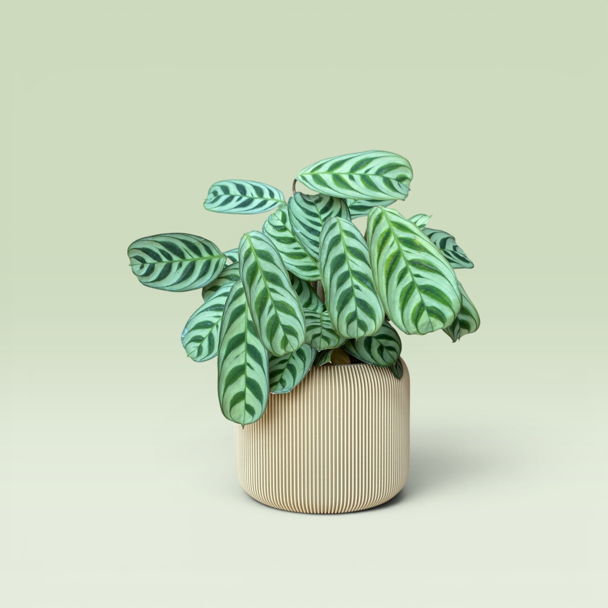 Corrugated 4