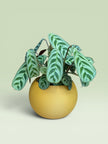 Bulbous 4