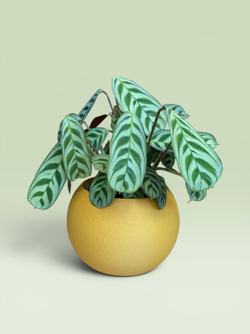 Bulbous 4