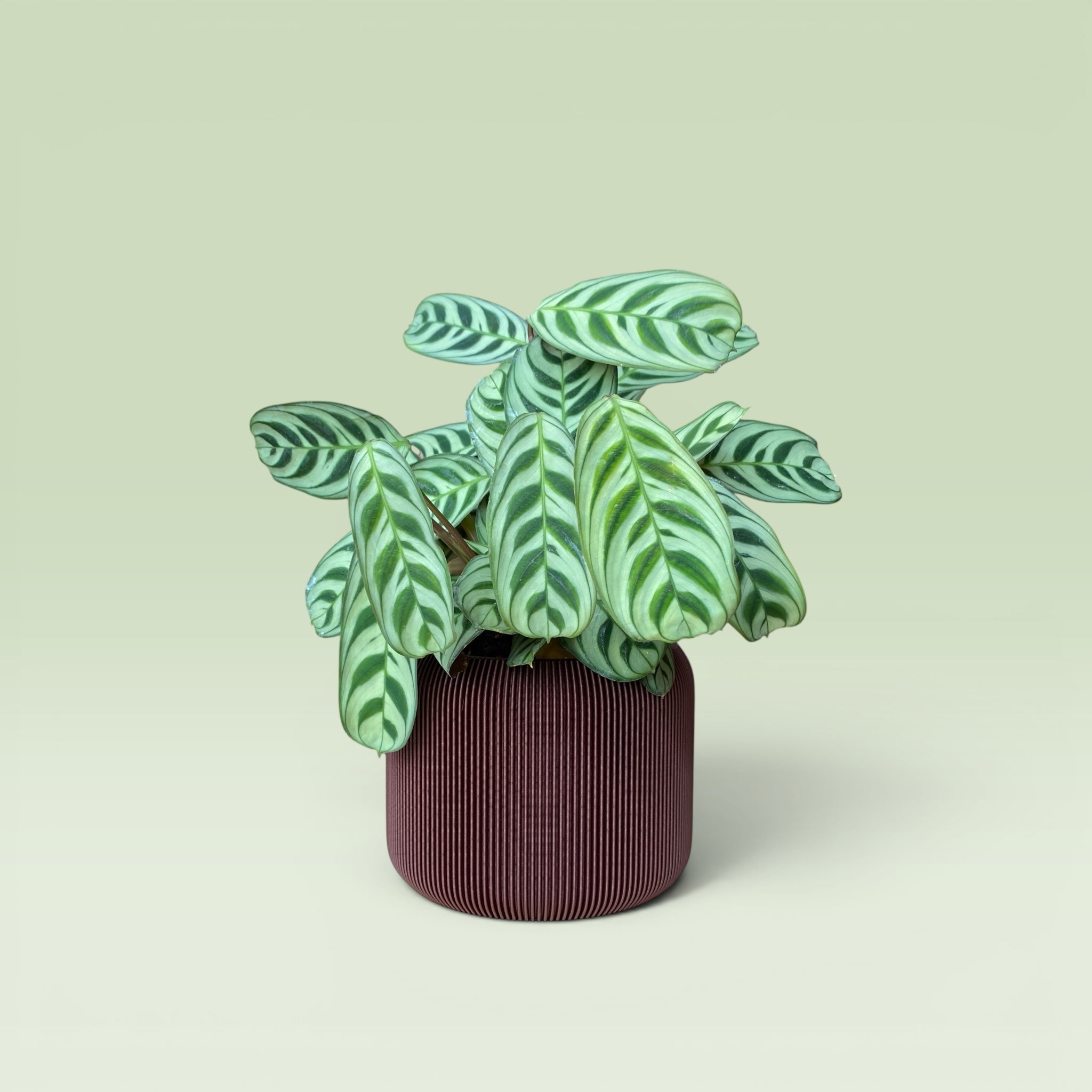 Corrugated 4