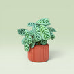 Corrugated 4