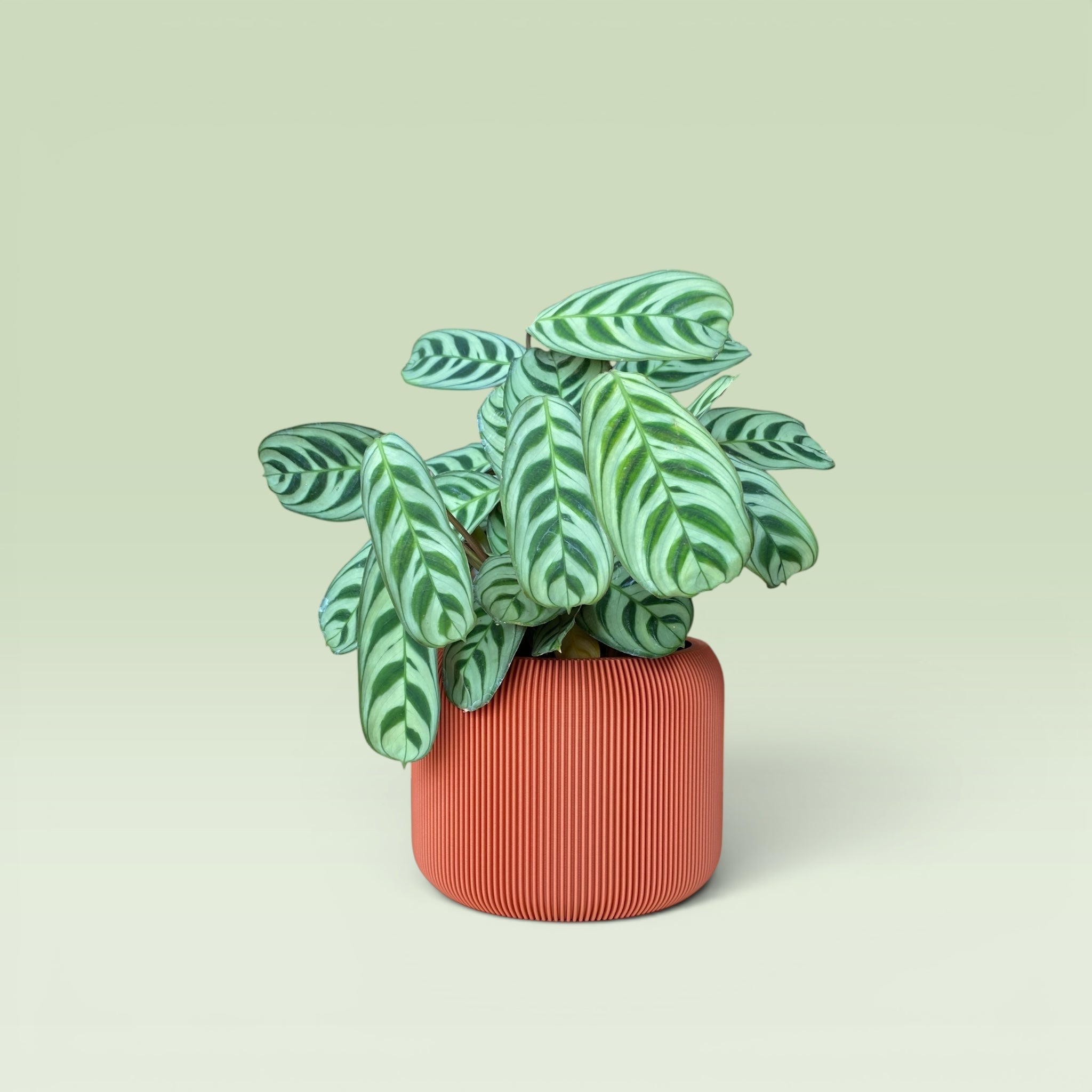 Corrugated 4