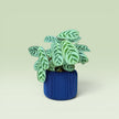 Corrugated 4