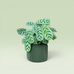 Corrugated 4