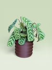 Palm 4
