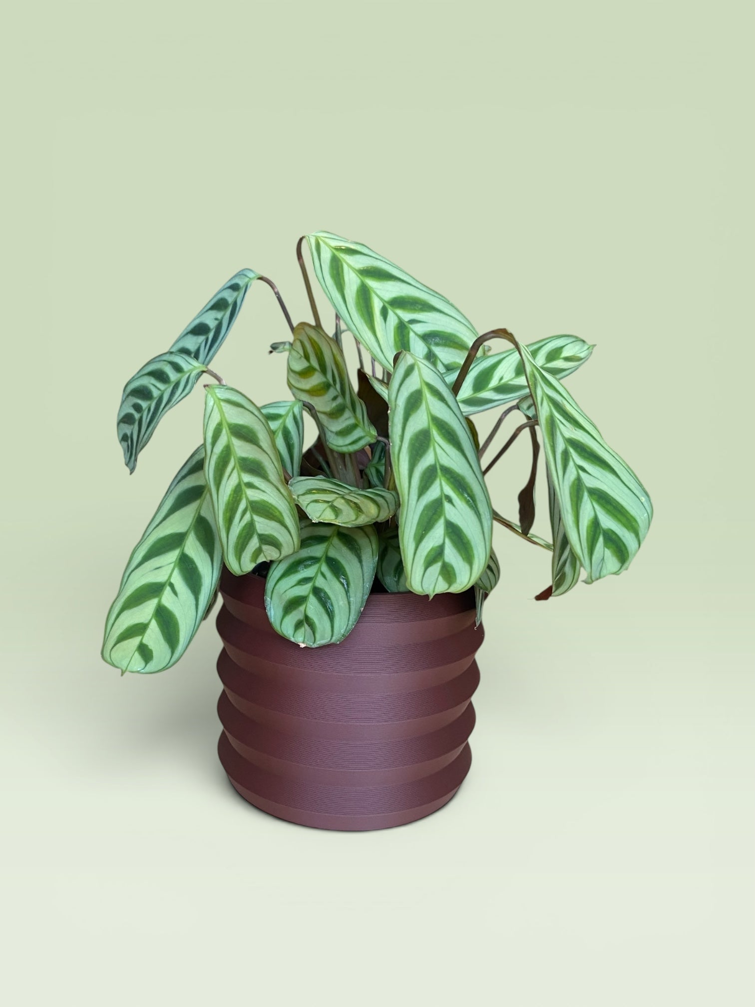 Palm 4