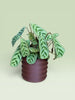 Palm 4