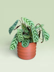 Palm 4