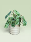 Palm 4