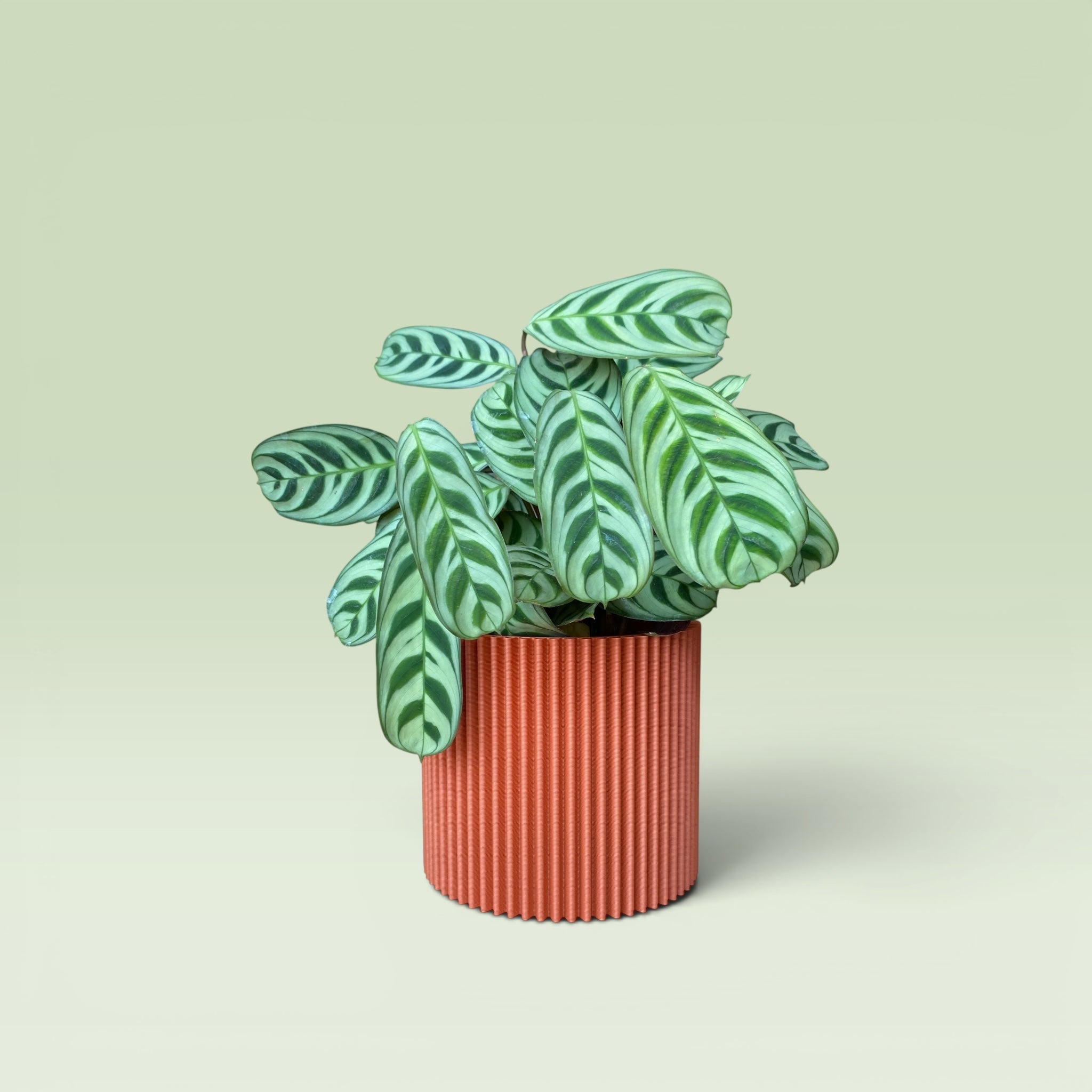 Zig-Zag 4