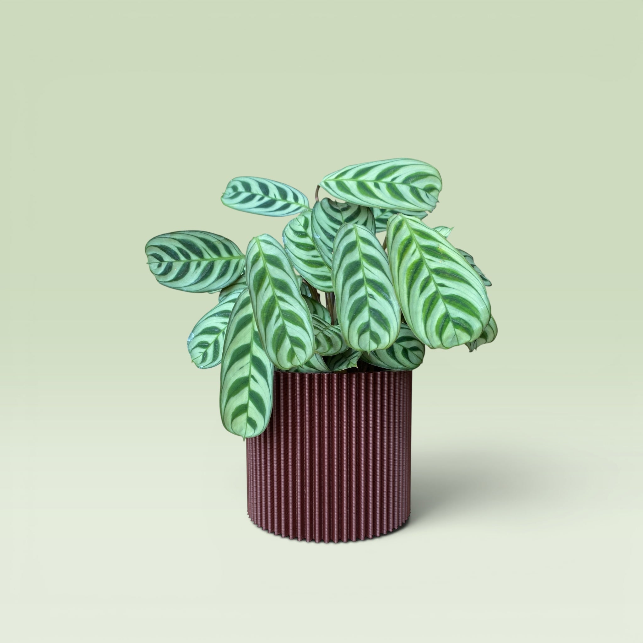Zig-Zag 4