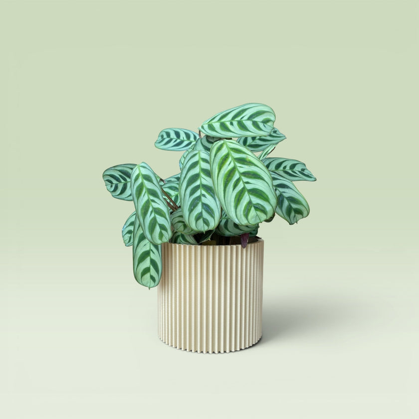 Zig-Zag 4