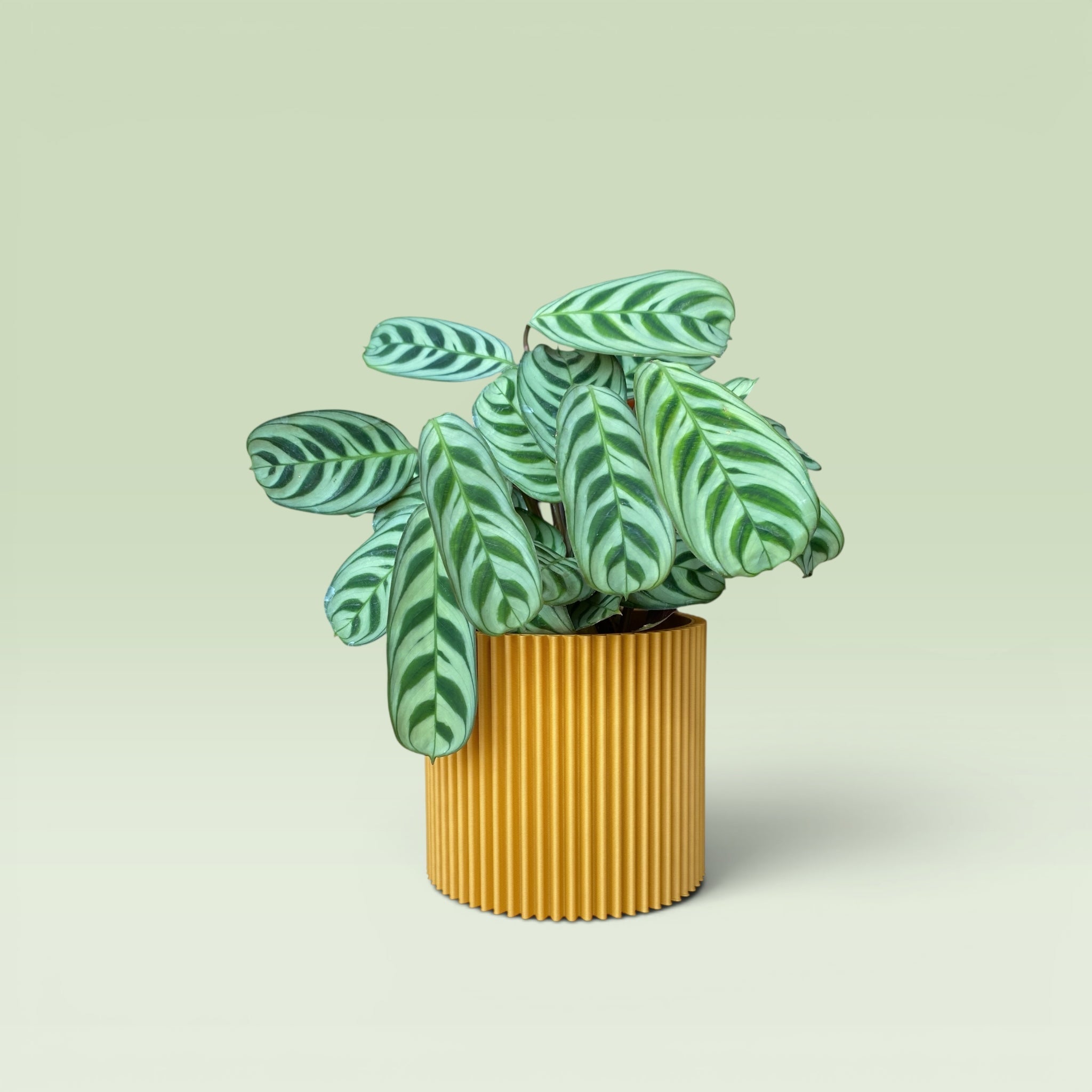 Zig-Zag 4