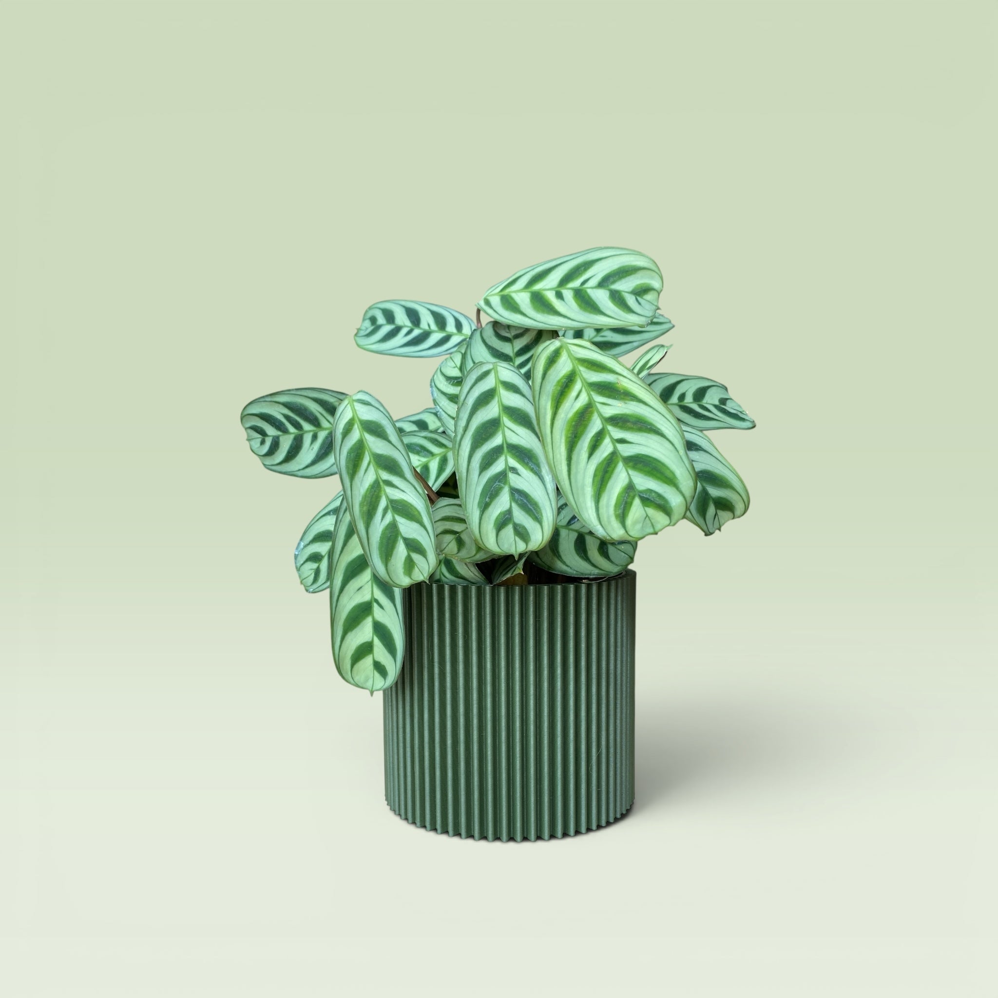 Zig-Zag 4