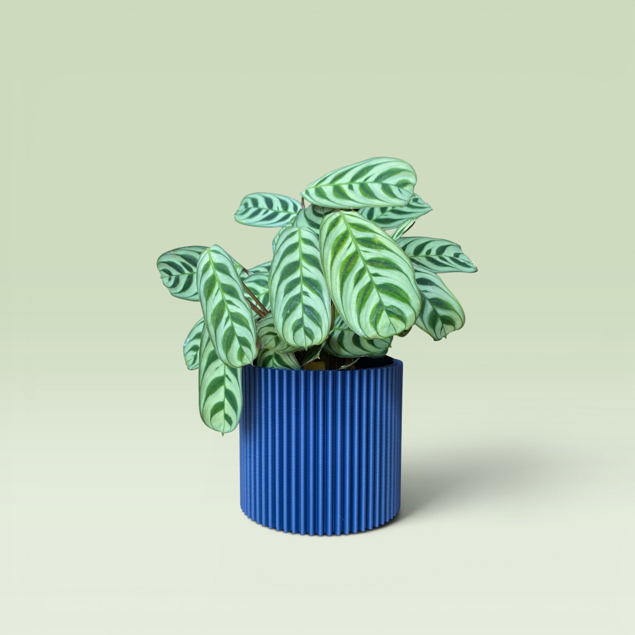 Zig-Zag 4