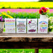 Seed Packages - All Occasion with Wildflowers