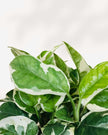 Pothos N’Joy