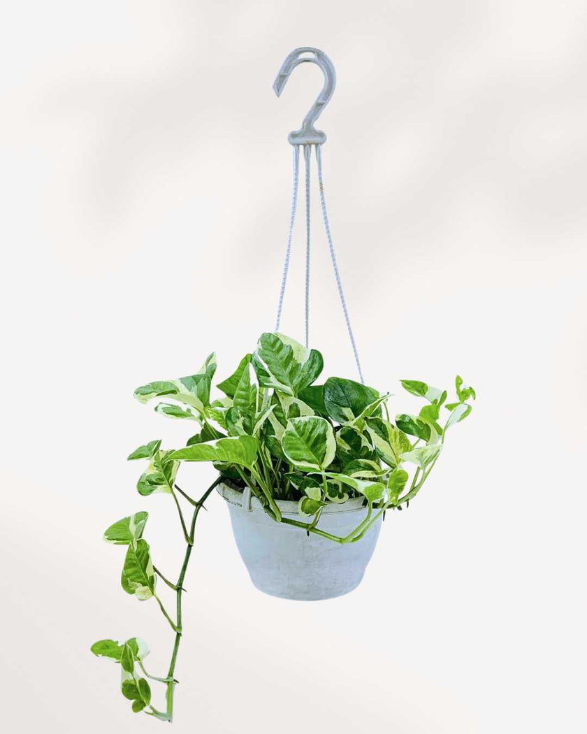 Pothos N’Joy