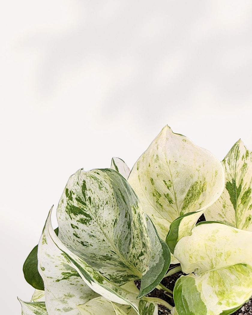 Pothos Majula - Epipremnum Aureum Manjula