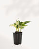 Pothos Majula - Epipremnum Aureum Manjula