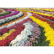 Prestige - Jardin de Chrysanthèmes (Jigsaw Puzzle 1000 pièces)