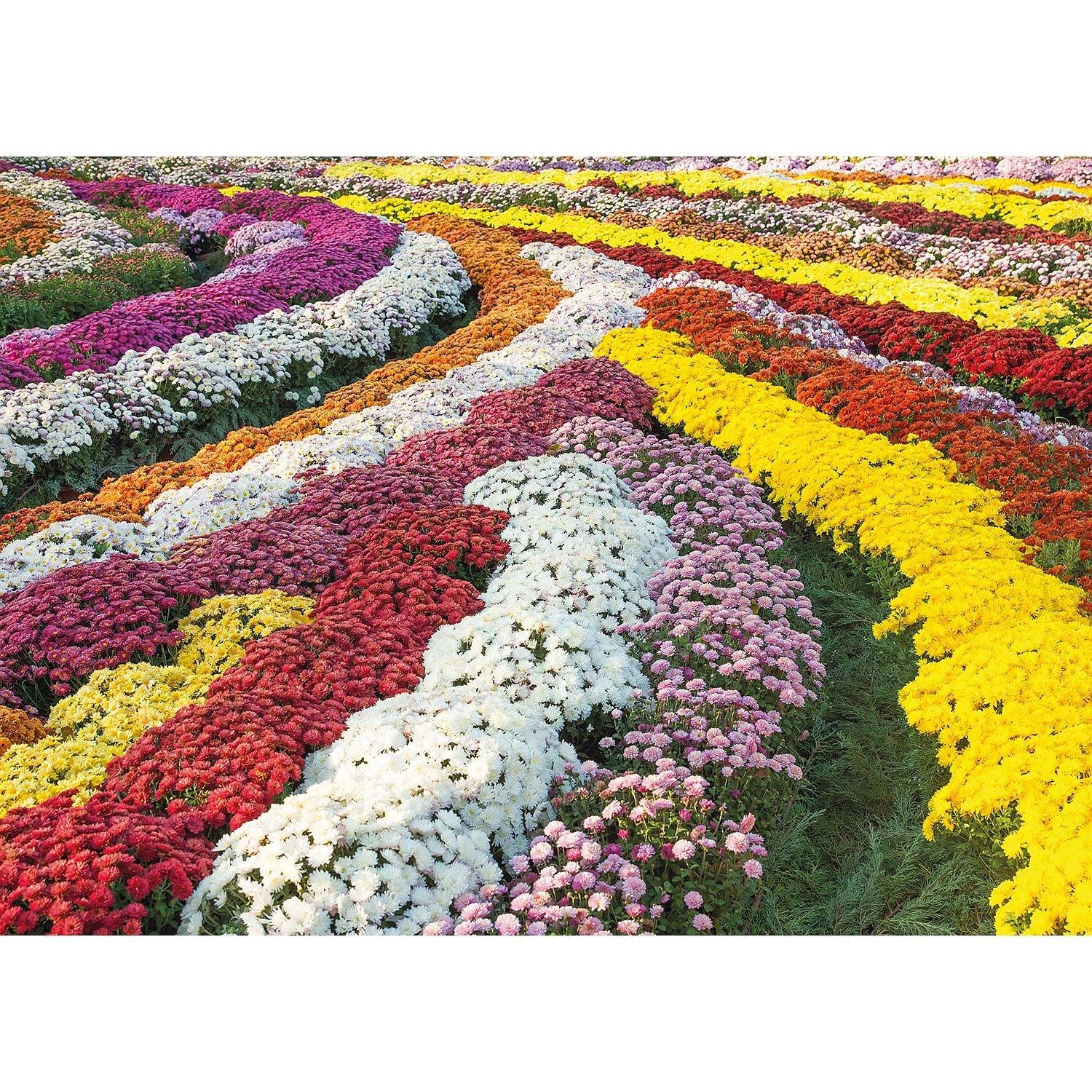 Prestige - Jardin de Chrysanthèmes (Jigsaw Puzzle 1000 pièces)