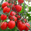 Principe Borghese Tomato