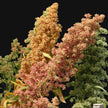Quinoa