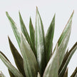 Remi Artificial Aloe Tree Potted Plant 3'