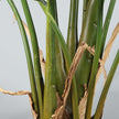 Rita Artificial Monstera Potted Plant (Multiple Sizes)