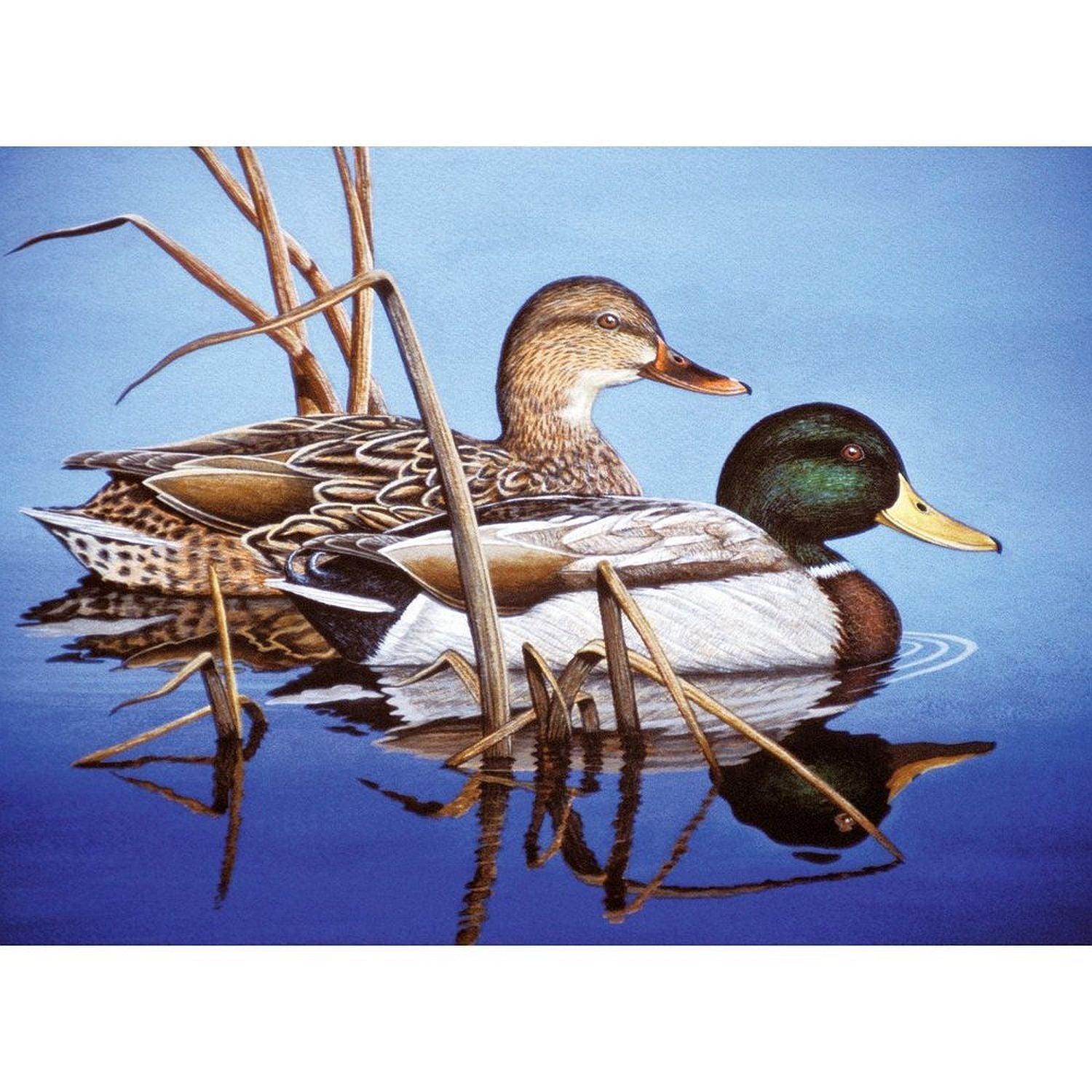 ROYAL - Large PBN Blue Water Mallards