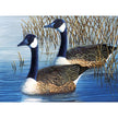 ROYAL - Large PBN Geese