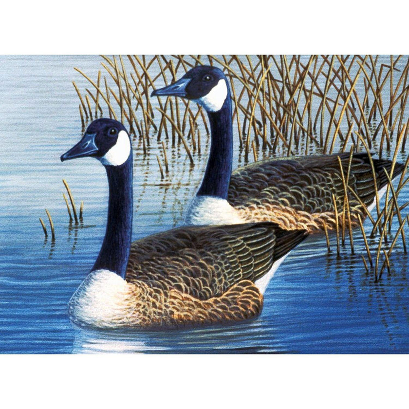 ROYAL - Large PBN Geese