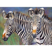 ROYAL - Large PBN Grevy's Zebra