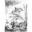 ROYAL - Mini SKBN Dolphins