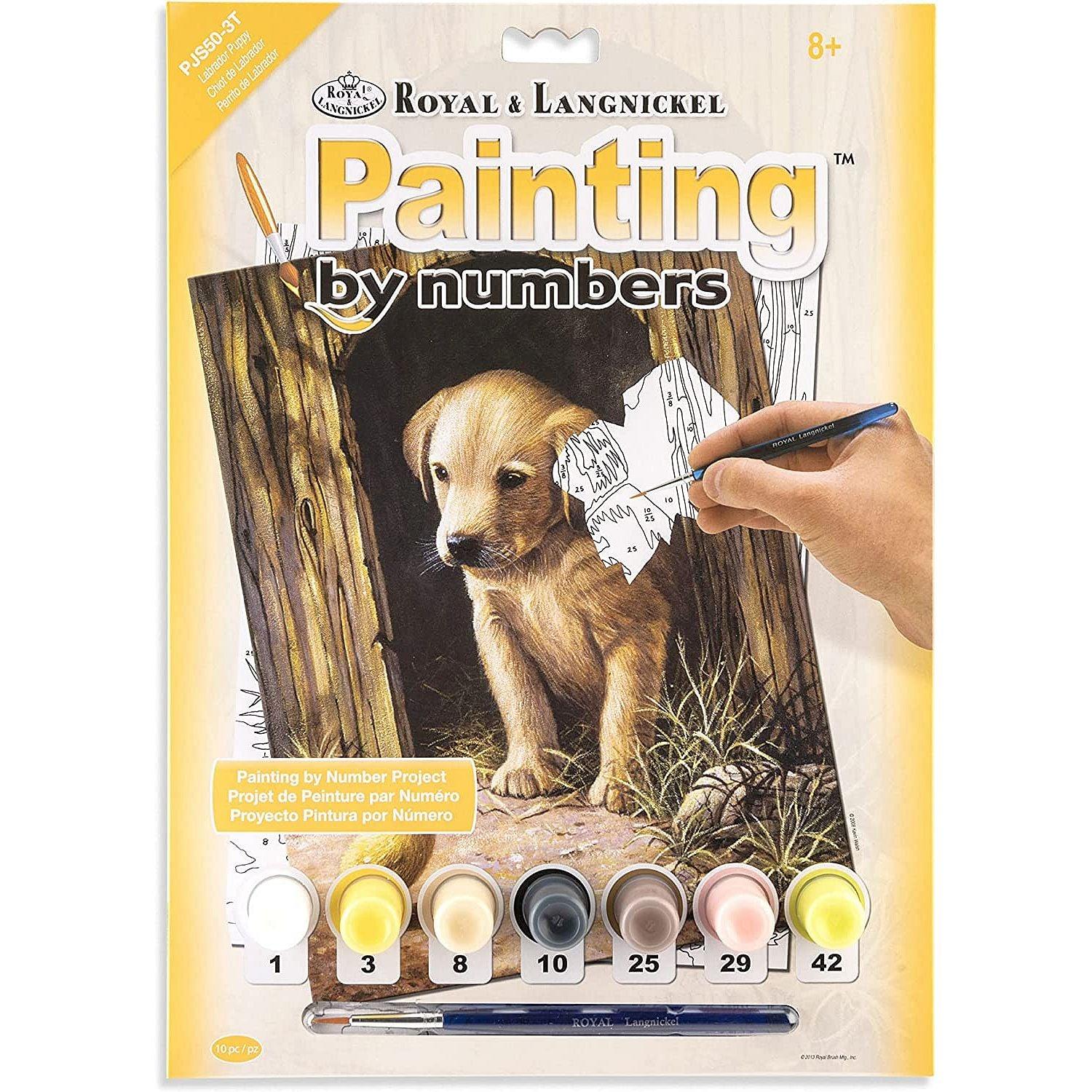 ROYAL - PBN Labrador Puppy