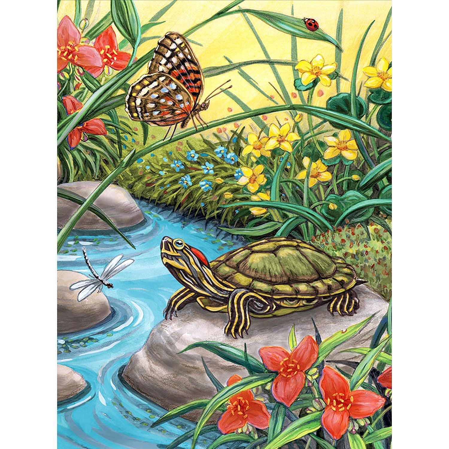 ROYAL - PBN Red Eared Slider