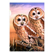 ROYAL - PBN Tawny Owls