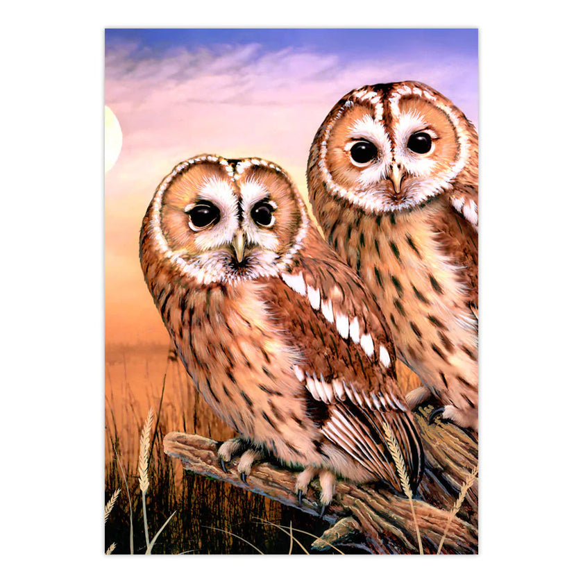 ROYAL - PBN Tawny Owls